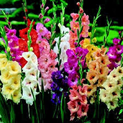 Gladiolus, Bulb (20 Pack) Pastel Mixed, Mixed Perennial Gladiolus Bulbs, Flowers