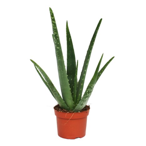 Aloe vera - about 3 years old - 12cm pot