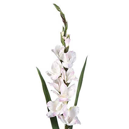 Darice Artificial Floral Spray: Gladiolus, Cream, 7 x 41 Inches