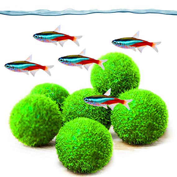 Luffy Marimo Moss Balls, Aquarium Decor or a Perfect Heirloom Gift, Symbolize Eternal Love, Good Luck Charm, Loved by Aquarium Pets