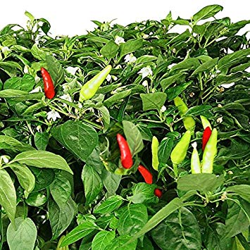 Thai Pepper Seed Kit for Aerogarden Tall Gardens