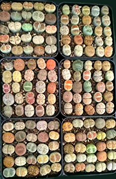 Rare Authentic Lithops Seeds with Germination Guarantee - Freshly Harvest Premium Quality – Pack of 20 Seeds – Mini Germination Kit Included