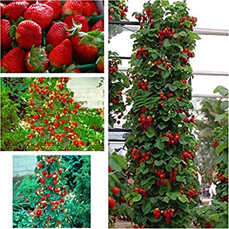 Red 300 pcs Strawberry Climbing Strawberry Fruit Plant Seeds Home Garden New
