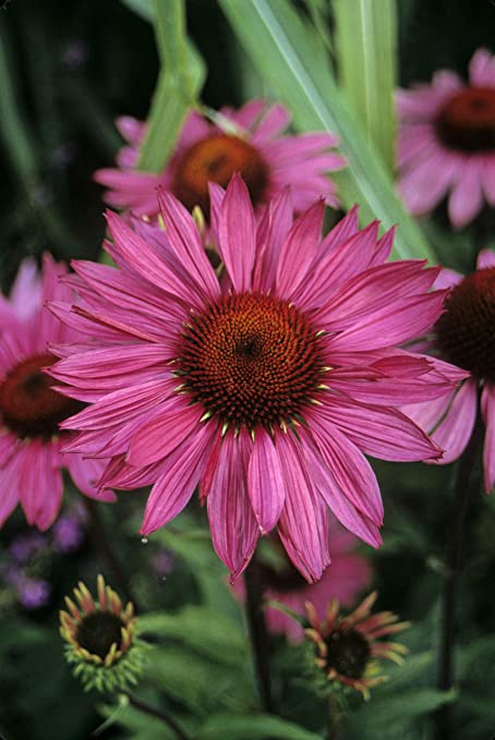 American Beauties Native Plants - Echinacea 'Ruby Star' (Coneflower) Perennial, pink flowers, 1 - Size Container