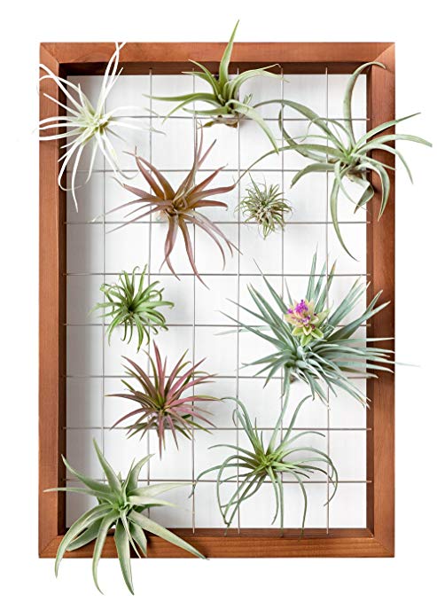 Mkono Large Air Plant Frame Hanging Airplant Holder Tillandsia Display Hanger Wooden Shelf Wall Decor for House Plants, Succulent, 16-Inch