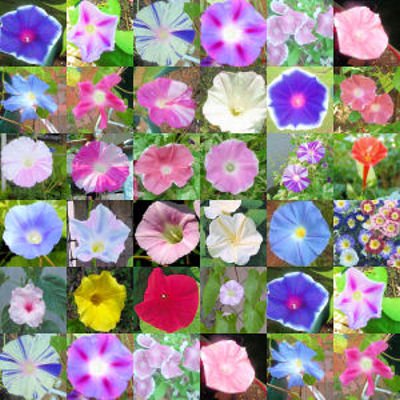 MORNING GLORY mix, over 20 different varieties 100 seeds
