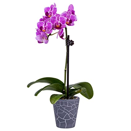 DecoBlooms Living Orchid Flower Plant - 2" Blooms - Fresh Flowering Home Décor