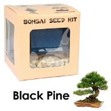 Eves Black Pine Bonsai Seed Kit Woody Complete Kit to Grow Black Pine Bonsai Tree from Seed
