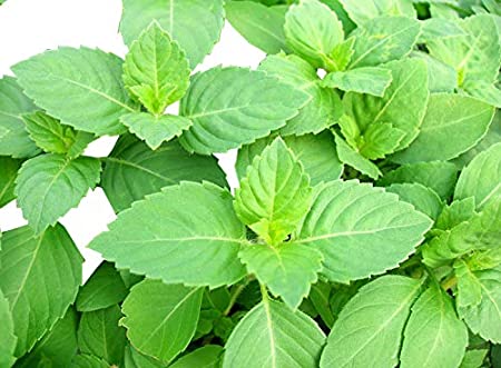 100  Indian Rama Holy Tulsi Sacred Herb Seeds Green Leaf Heirloom Non-GMO Tulasi - Grows Big - Super Fragrant - Grown in USA