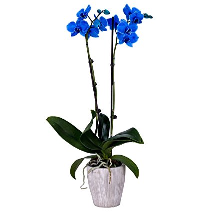 DecoBlooms Live Blue Orchid, 5 inch Blooms
