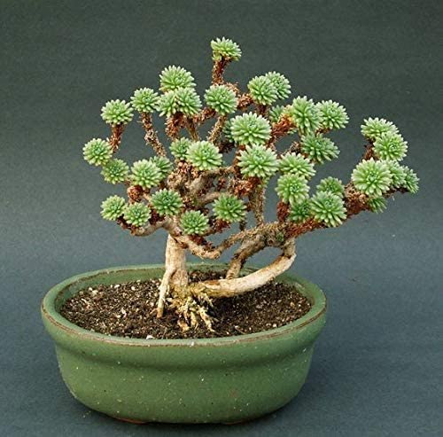 Joshua Tree Bonsai Seeds - 10 Seeds to Grow - Highly Prized Joshua Tree - Made in USA, Ships from Iowa