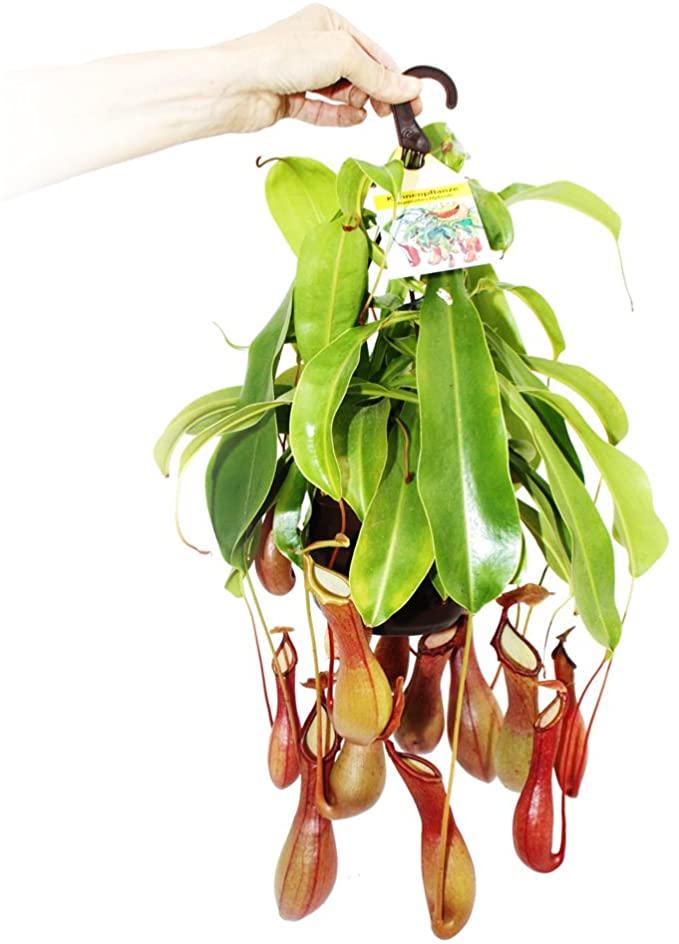 Carnivorous Plant - Nepenthes alata