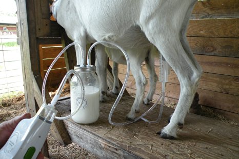 Milk Machine Rechargable Goat, Sheep, Cow One Half Gallon Two Teat Milk One to Two Gallons Per Charge"Patent Pending"