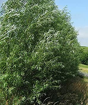 24 Jumbo Hybrid Willow Tree Cuttings - Approx 10 inches Tall, 5/8 in- 1  Inch Thick Root Stock - Fast Privacy Shade Trees - Easy to Grow