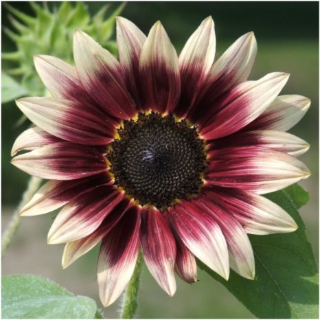 Package of 25 Seeds, Cherry Rose Sunflower (Helianthus annuus) Non-GMO Seeds by Seed Needs