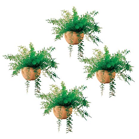 Miles Kimball Mysterious Air Fern, Set of 4
