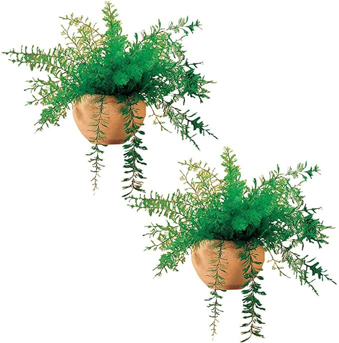 Mysterious Air Fern, Set of 2 - House Plant, No Water or Soil Required