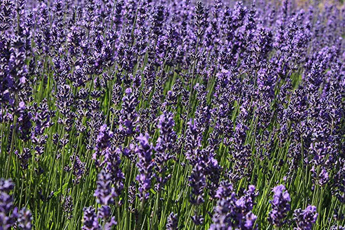 Findlavender - Lavender Angustifolia HIDCOTE Blue (Dark Purple Flowers) - 4" Size Pot - Zones 5-10 - Bee Friendly - Attract Butterfly - Evergreen Plant - 1 Live Plant