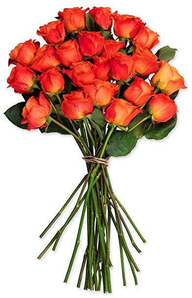 Benchmark Bouquets 2 Dozen Orange Roses, No Vase (Fresh Cut Flowers)