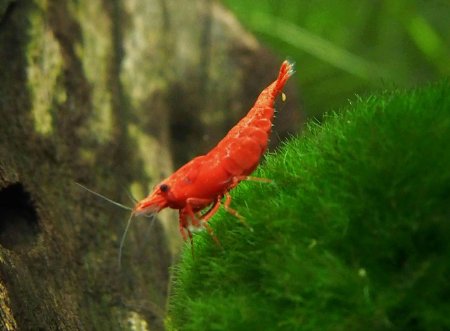 12 Live Sakura Fire Red Cherry Shrimp (Neocaridina davidi) - Breeding Age Young Adults at 1/2 to 1 Inch Long   Java Moss and Aquatic Arts Brand Food Sample