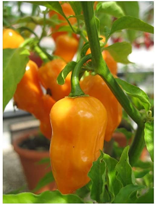 PREMIER SEEDS DIRECT - HOT Chilli Pepper - Habanero Orange - 150 Seeds