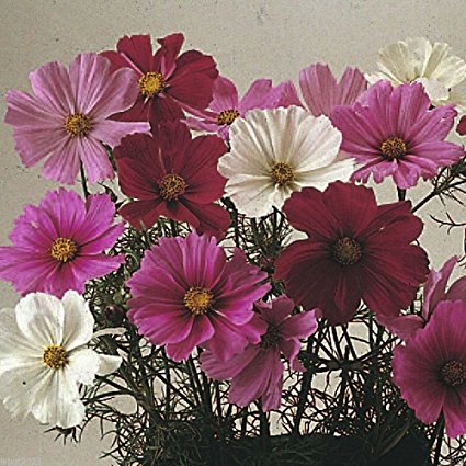 Cosmos Flowers Seed (Cosmos Dwarf Sensation Mix )1000 Seed - Covers 200 Sq.ft.