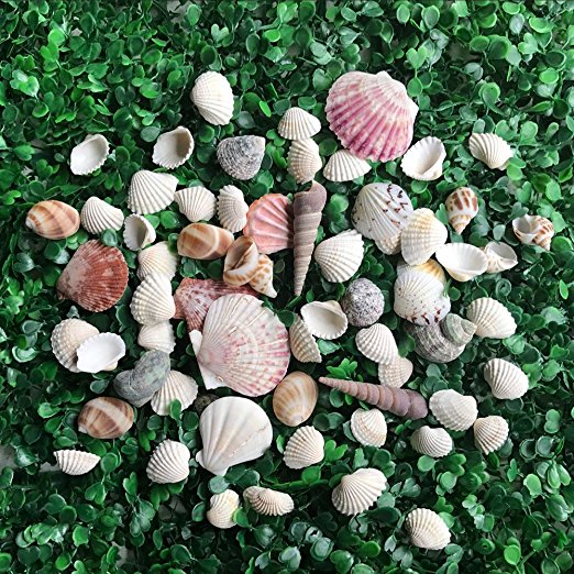 LoveInUSA Sea Shells Mixed Beach Seashells Approx. 56~70 Random Colors
