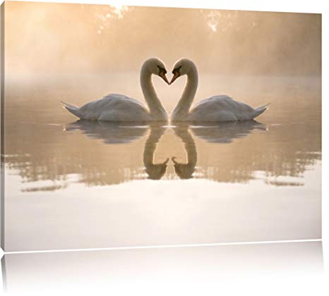 White swans in love at dawn canvas, XXL huge Pictures completely framed with stretcher, Art print on wall picture with frame, cheaper than oil paintings and picture, no poster or poster size: 120x80 cm