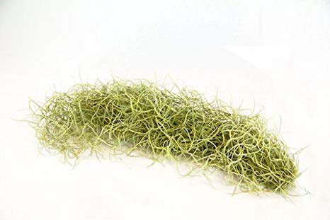 Air Plants - Tillandsia Usneoides - Spanish Moss Reduced 25%