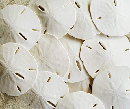 Tumbler Home Certified - Sand Dollars 2.5"-3" Set of 12 - Wedding Seashell Craft - Hand Picked and Professionally Packed