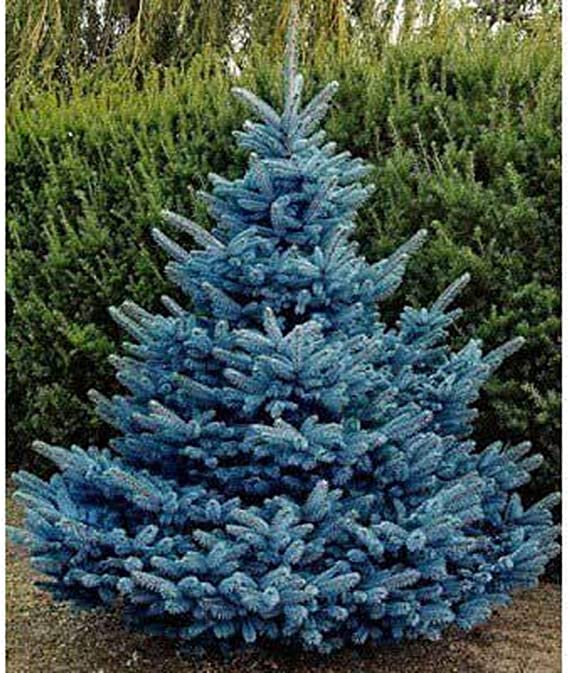 Blue Spruce Seeds for Planting | 50 Seeds | Colorado Blue Spruce, Picea pungens glauca | Attractive Trees fro Privacy or Landscaping