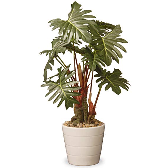 National Tree 21 Inch Garden Accents Green Philodendron Plant in Ceramic Pot (GAPP30-21G)