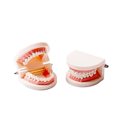 Easyinsmile® Dental Standard Teaching Model Kids Denture Model for Student