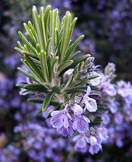 Rosemary Gorizia - 4" pot - Great Herb Plant for Indoors or Out