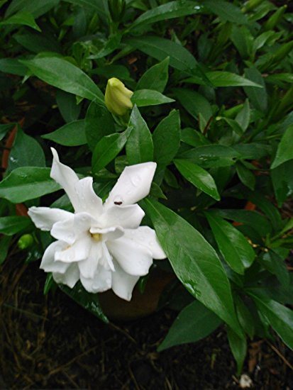 (1 gallon) Frost Proof Gardenia- Fragrant Evergreen, Can Handle Late Spring Frost,