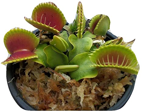 Large Sized B52 Giant Venus Flytrap - Fly Trap - (Dionaea Muscipula) Carnivorous Plant 3 inch Pot