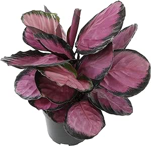 6" Purple Calathea Plant Live Prayer Plant Pet Friendly Plants, Live Prayer Plants Live House Plants Indoors Live Plants Indoor Plants Live Houseplants Live Indoor House Plants Live by Plants for Pets