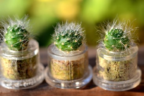 Snow White Cactus Live Plant Necklace. Terrarium Necklace. Flower/Gift Necklace