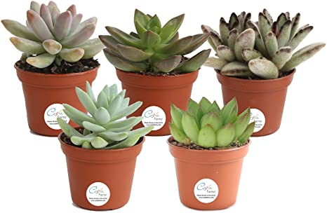 Costa Farms Unique Succulents Indoor Plants 5-Pack, Grower's Choice, 2-Inches Tall