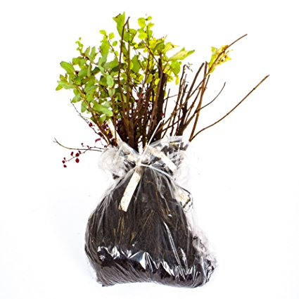 The Ultimate Winter Hardy Shrub Collection. 12 different bare root bushes