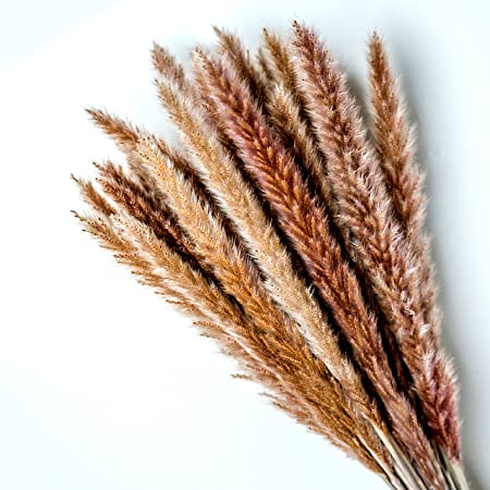 Natural Dried Small Pampas Grass/ Phragmites Communis Flower/ Feather/ Boho Style Decor (30 Brown Stems – Approx 45 cms Each)