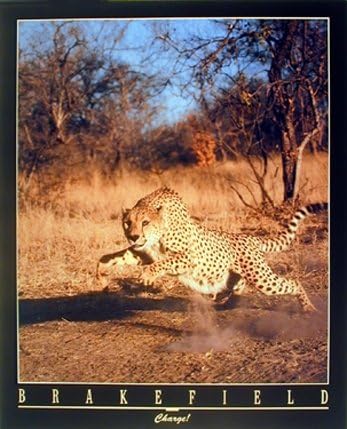 Running Cheetah Pictures Wild Animal Wall Decor Art Print Poster (16x20)