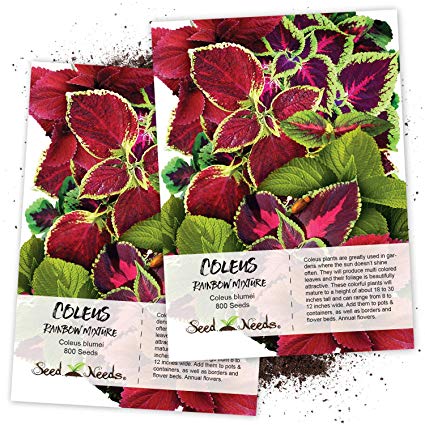 Seed Needs, Rainbow Coleus Mix (Coleus blumei) Twin Pack of 800 Seeds Each