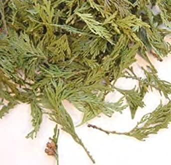 Herbs: Cedar Tips (Wild Harvested)