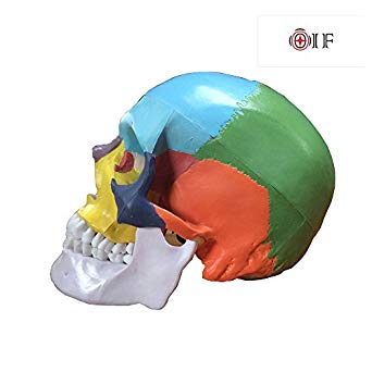Skull Model,OIF Human Skull Map Anatomical Scientific Included Full Set Teeth Removable Partitioned Skull Model Christmas Halloween Decorated