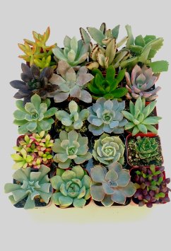 20 Succulent Favors/Small Succulents Plants in Pots/Perfect Wedding Favors th...