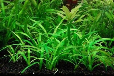 10  Dwarf Sagittaria Subulata Loose Aquatic Live Aquarium Plants