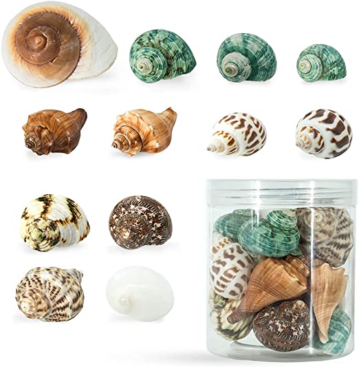 NB Hermit Crab Shells Medium Small Growth Turbo Seashells Tiny Saltwater Hermit Crab Shells Medium Sea Shell for Hermit Crabs Hermit Crab Supplies10pcs