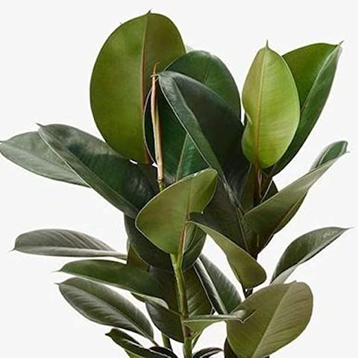 The Four Seasons Ficus Elastica Robusta 'Rubber Fig' Large Size Natural Live Plant in Pot