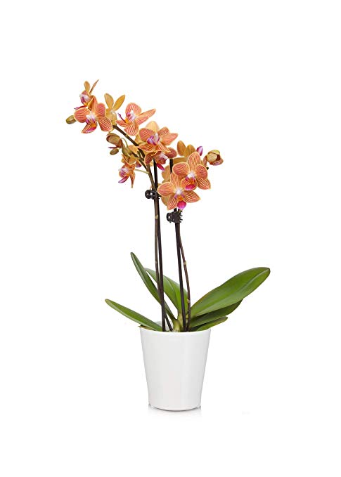 Just Add Ice 409472 Orchid 3" in Diameter Coral